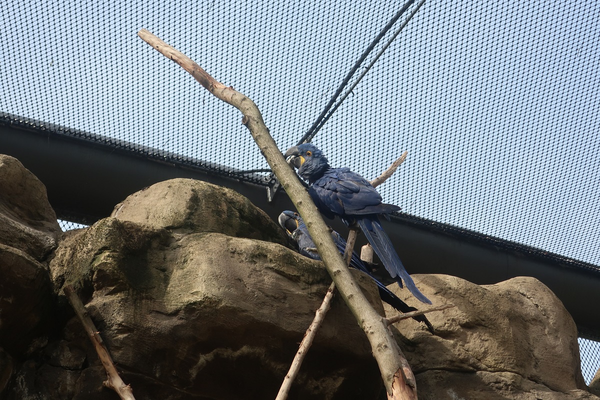 Zoo4226